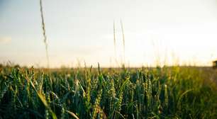 Tecnologia inova o campo e agronegócio em 2025
